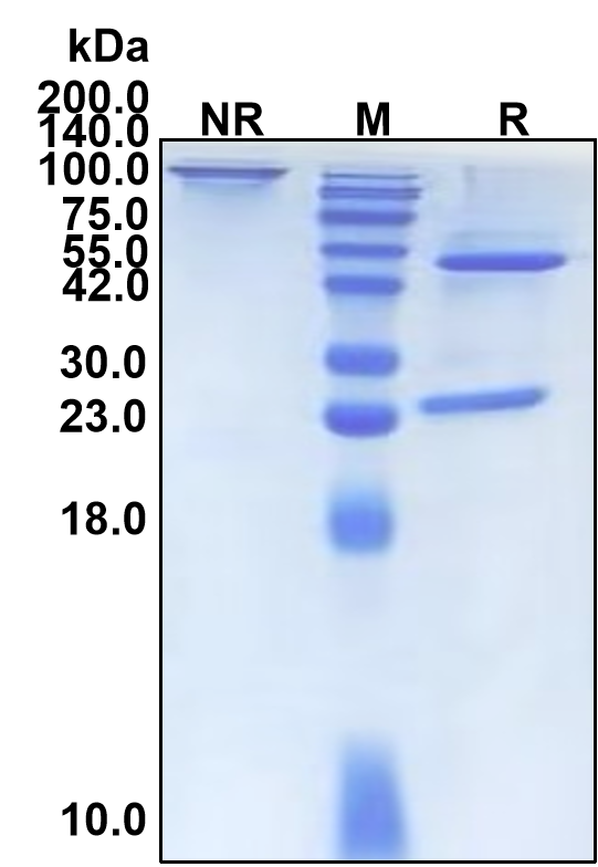 Enapotamab (Biosimilar Reference Antibody) (AXL)