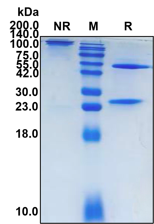Enavatuzumab (Biosimilar Reference Antibody) (TNFRSF12A)