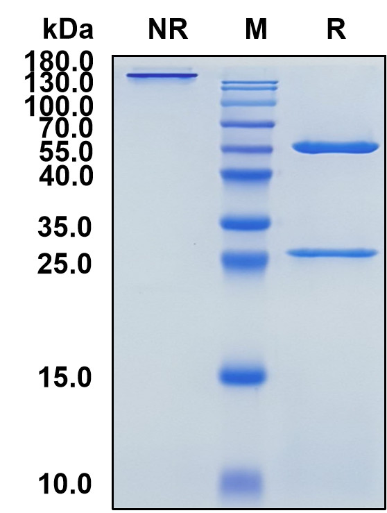 Enfortumab (Biosimilar Reference Antibody) (PVRL4)