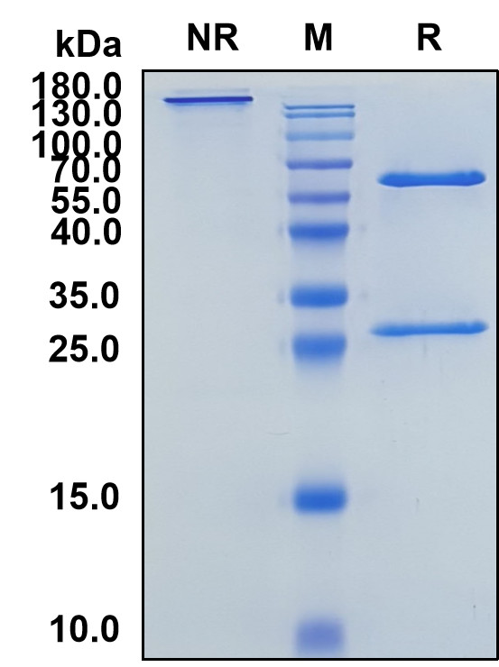 Enibarcimab (Biosimilar Reference Antibody) (ADM)