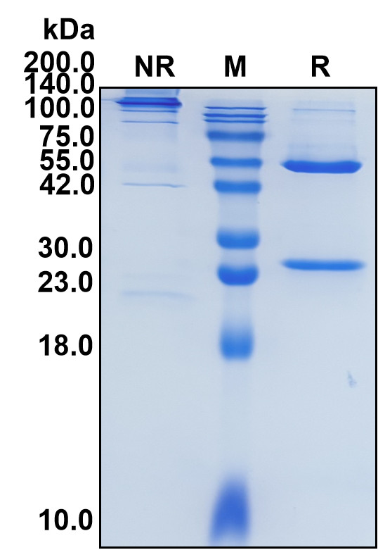 Enoblituzumab (Biosimilar Reference Antibody) (CD276)