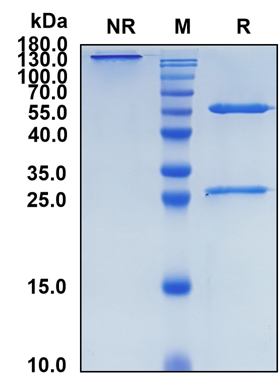 Enokizumab (Biosimilar Reference Antibody) (IL9)