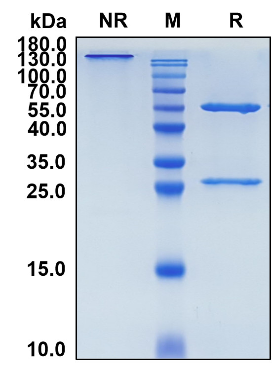 Enoticumab (Biosimilar Reference Antibody) (DLL4)