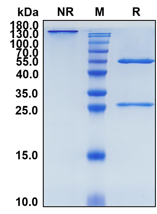 Ensituximab (Biosimilar Reference Antibody) (MUC5AC)