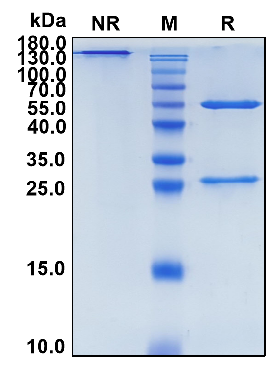 Epacmarstobart (Biosimilar Reference Antibody) (SIRPA)