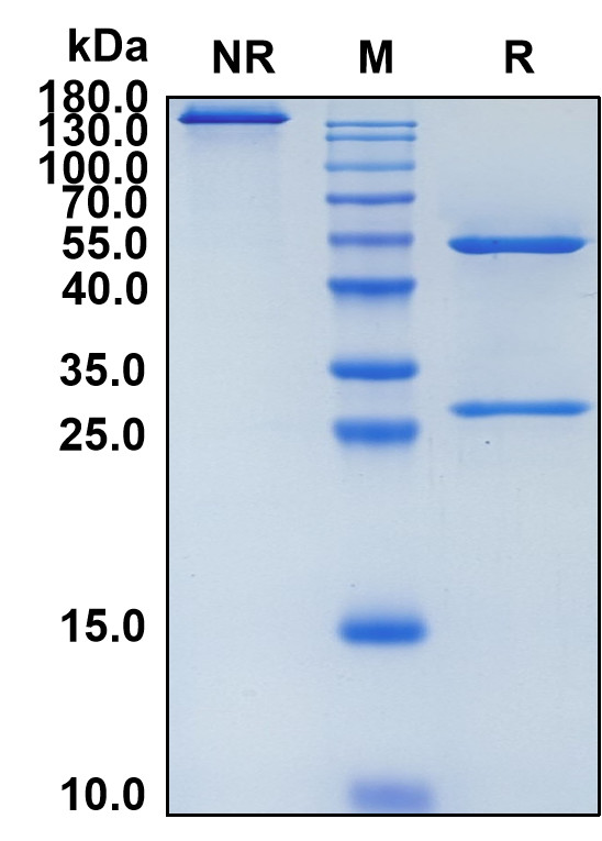 Eptinezumab (Biosimilar Reference Antibody) (CALCA and CALCB)