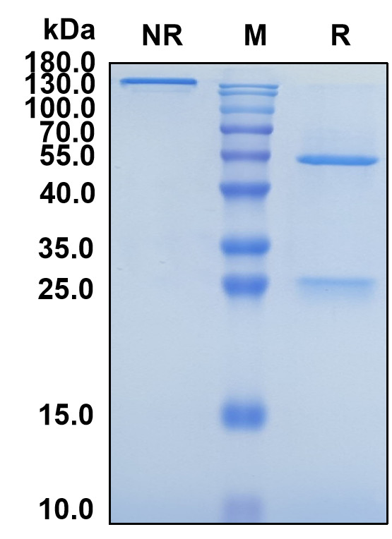 Erenumab (Biosimilar Reference Antibody) (CALCRL)
