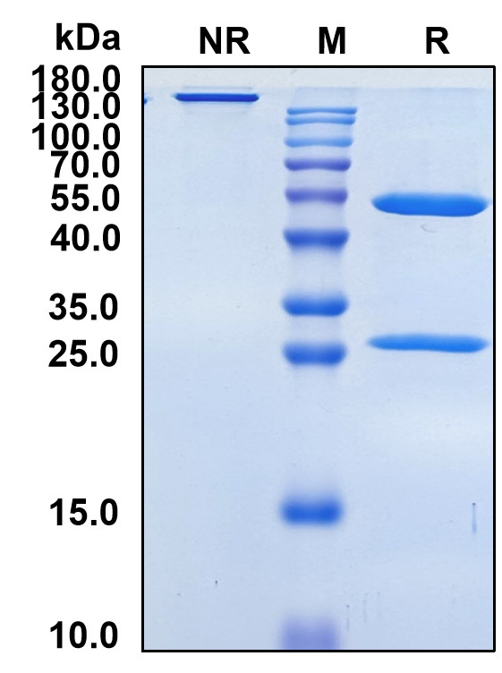 Erlizumab (Biosimilar Reference Antibody) (ITGB2)