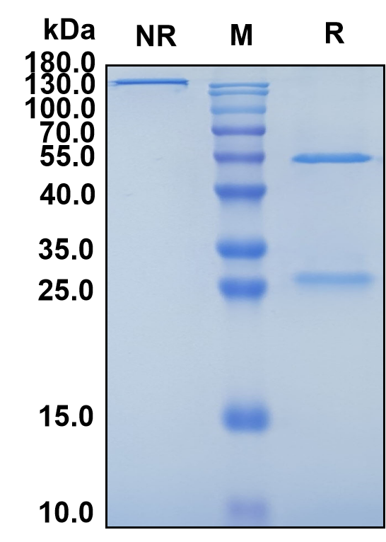 Ersodetug (Biosimilar Reference Antibody) (INSR)