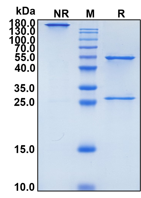 Etaracizumab (Biosimilar Reference Antibody) (ITGAVB3)