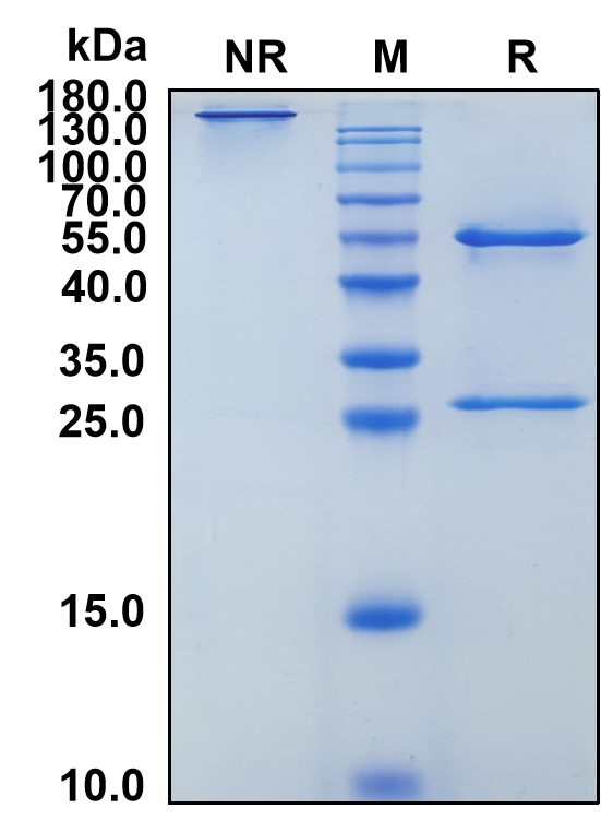 Eurestobart (Biosimilar Reference Antibody) (ENTPD1)