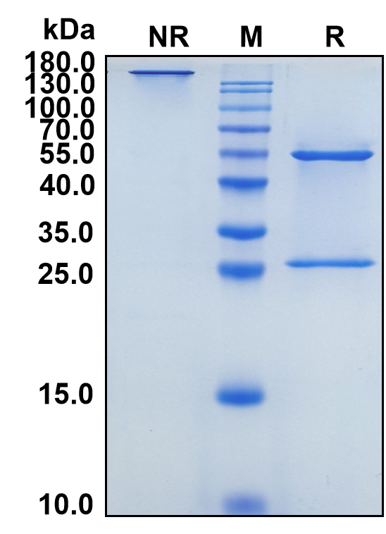 Evalstotug (Biosimilar Reference Antibody) (CTLA4)