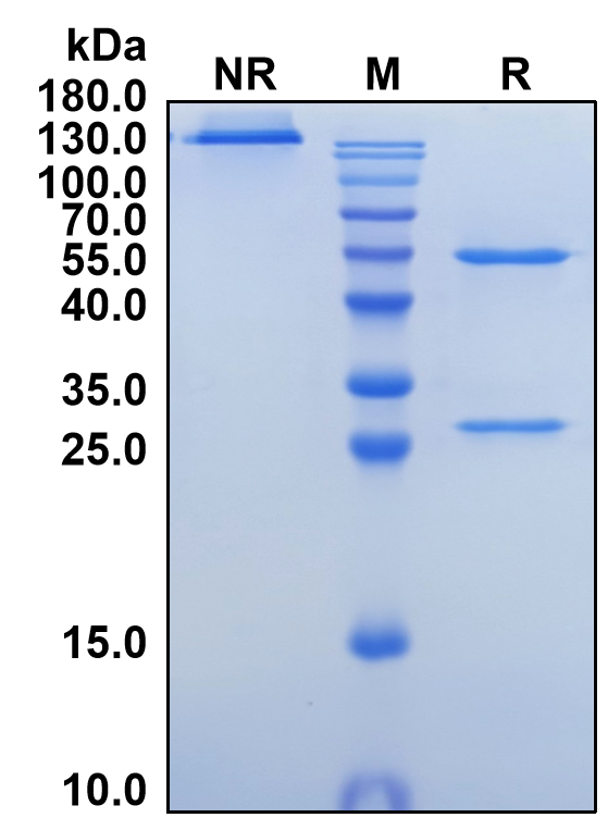 Exidavnemab (Biosimilar Reference Antibody) (SNCA)