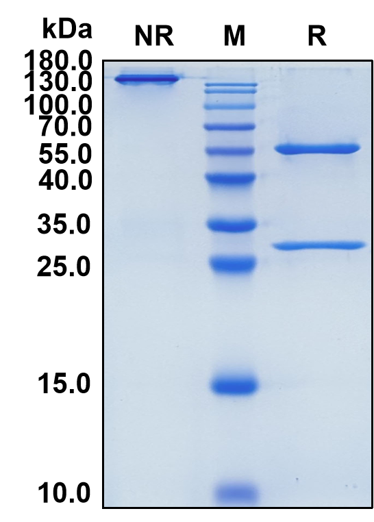 Falbikitug (Biosimilar Reference Antibody) (LIF)