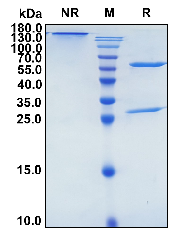 Farletuzumab (Biosimilar Reference Antibody) (FOLR1)