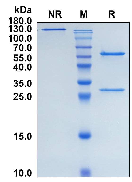 Favezelimab (Biosimilar Reference Antibody) (LAG3)