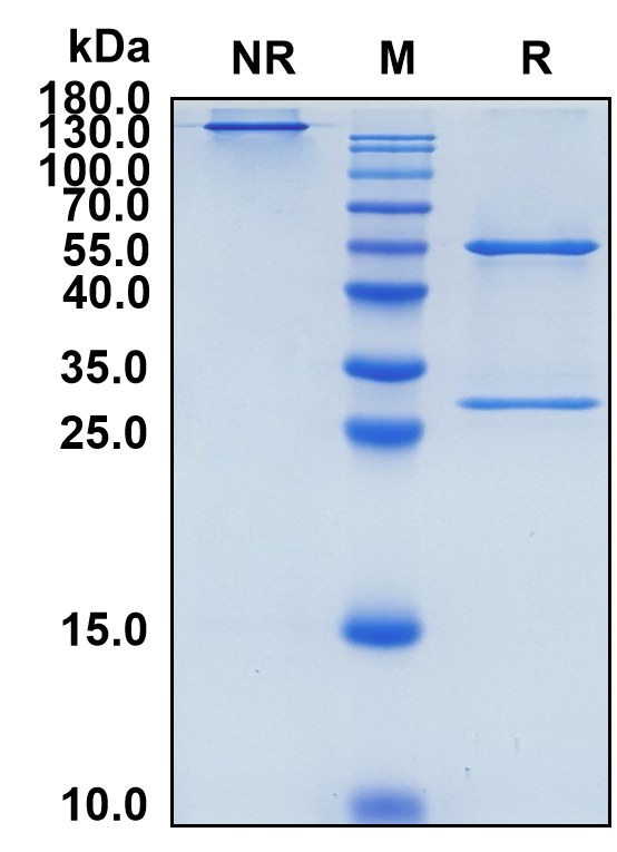 Felzartamab (Biosimilar Reference Antibody) (CD38)
