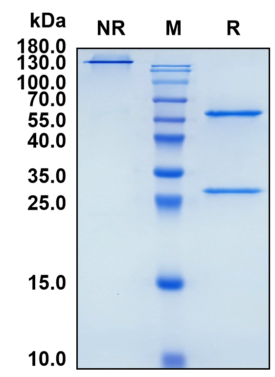 Fepixnebart (Biosimilar Reference Antibody) (EREG and TGFA)