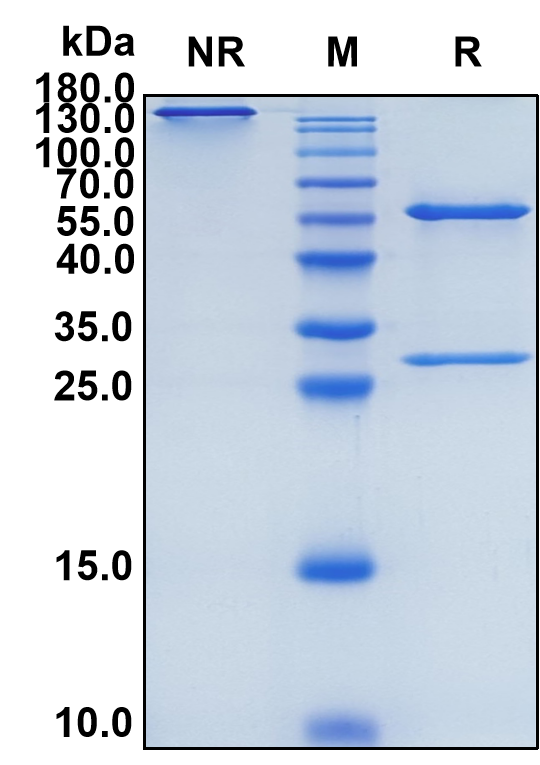 Fezakinumab (Biosimilar Reference Antibody) (IL22)