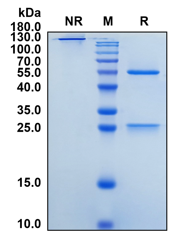 Fianlimab (Biosimilar Reference Antibody) (LAG3)