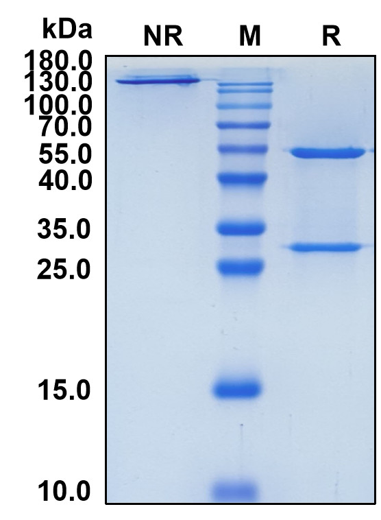 Ficlatuzumab (Biosimilar Reference Antibody) (HGF)