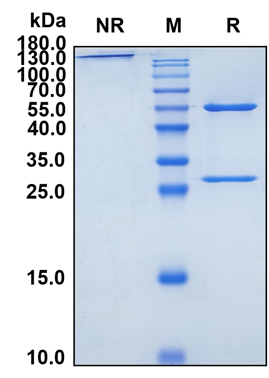 Flanvotumab (Biosimilar Reference Antibody) (TYRP1)