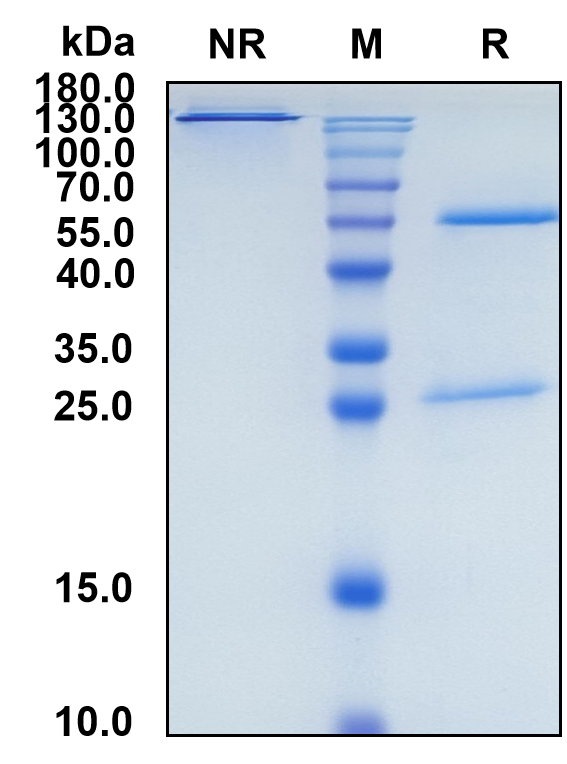 Fletikumab (Biosimilar Reference Antibody) (IL20)