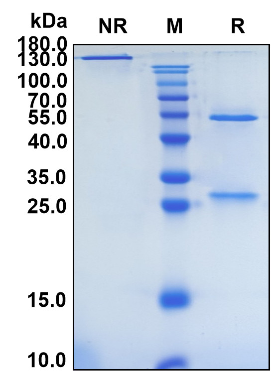 Fremanezumab (Biosimilar Reference Antibody) (CALCA and CALCB)