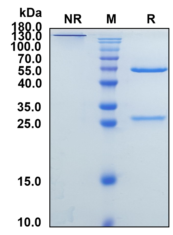 Freneslerbart (Biosimilar Reference Antibody) (Fel d 1)