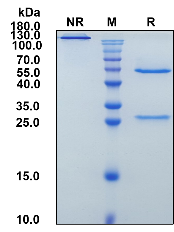 Fresolimumab (Biosimilar Reference Antibody) (TGFB)