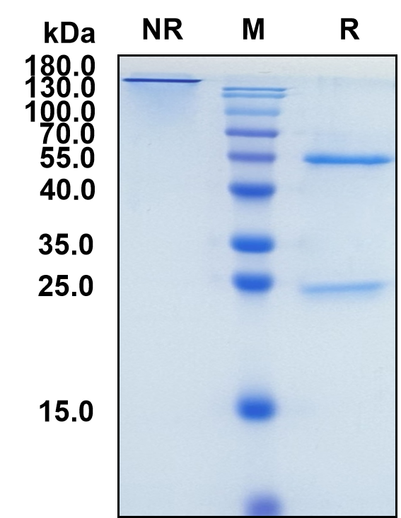 Garadacimab (Biosimilar Reference Antibody) (F12)