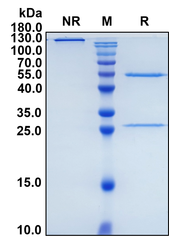 Garetosmab (Biosimilar Reference Antibody) (INHBA)