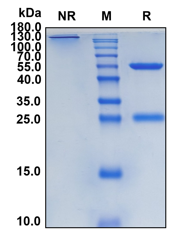 Gatralimab (Biosimilar Reference Antibody) (CD52)
