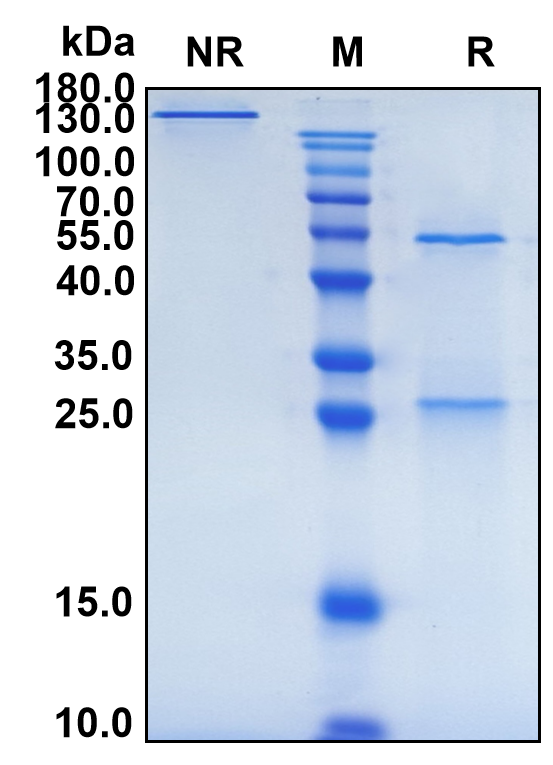 Gevokizumab (Biosimilar Reference Antibody) (IL1B)