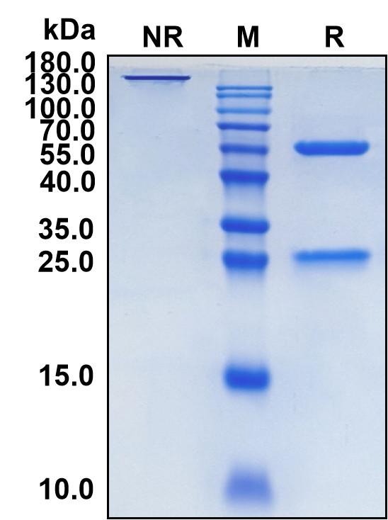 Gimsilumab (Biosimilar Reference Antibody) (CSF2)