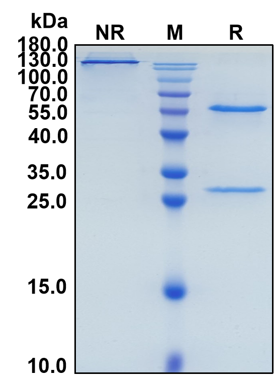 Ginisortamab (Biosimilar Reference Antibody) (GREM1)