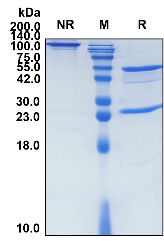 Girentuximab (Biosimilar Reference Antibody) (CA9)
