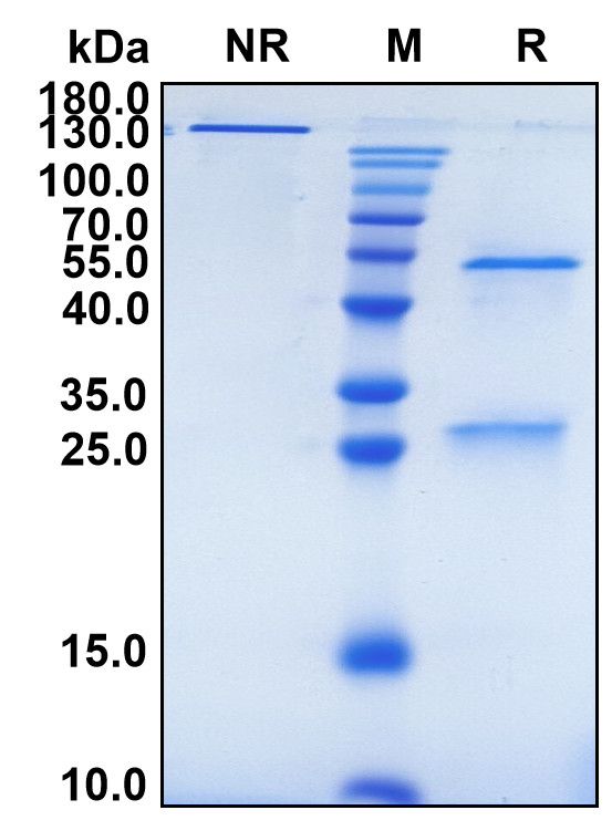 Glembatumumab (Biosimilar Reference Antibody) (GPNMB)