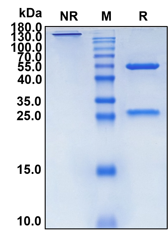 Golimumab (Biosimilar Reference Antibody) (TNF)