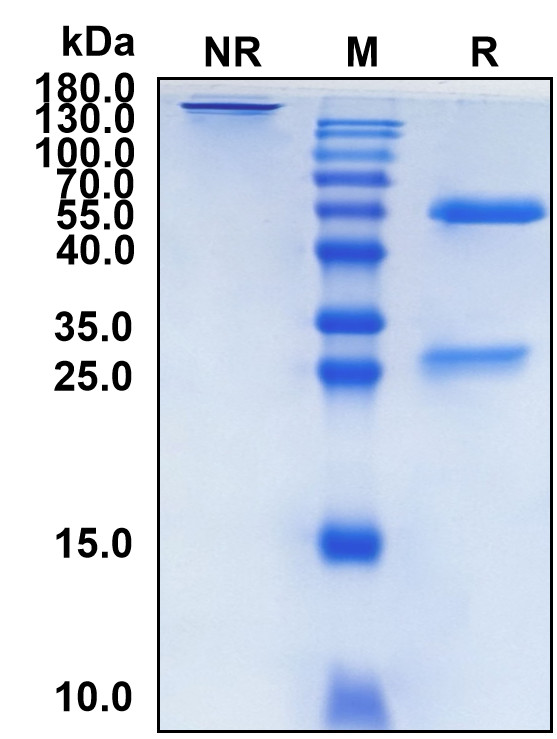 Golocdacimab (Biosimilar Reference Antibody) (OLR1)
