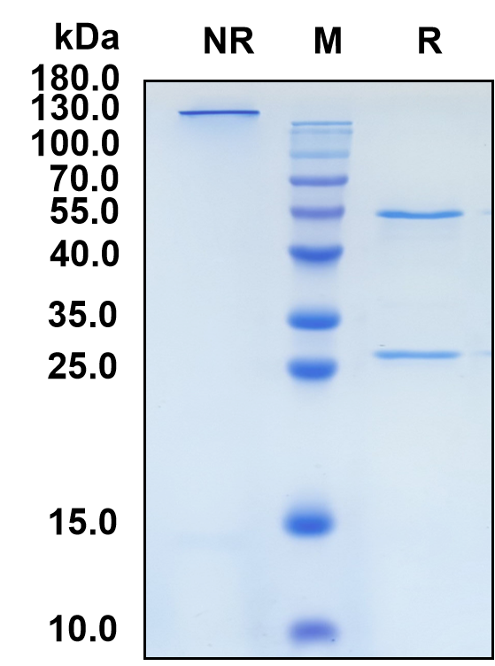 Gosuranemab (Biosimilar Reference Antibody) (MAPT)