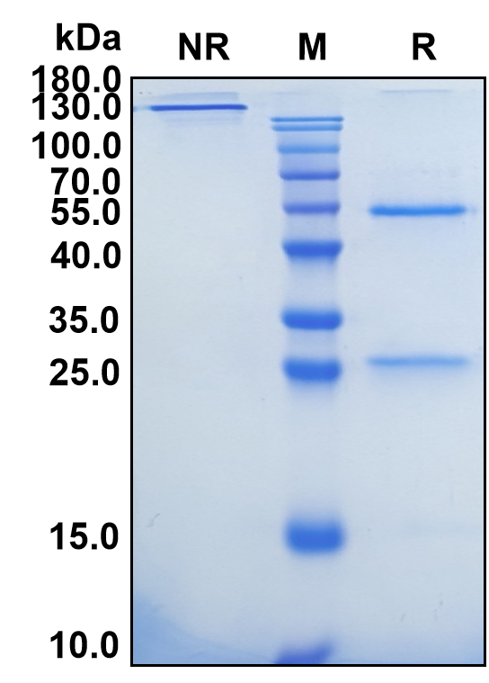 Gulgafafusp (Biosimilar Reference Antibody) (GLP1R)