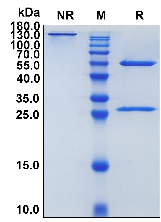 Gumokimab (Biosimilar Reference Antibody) (IL17A)