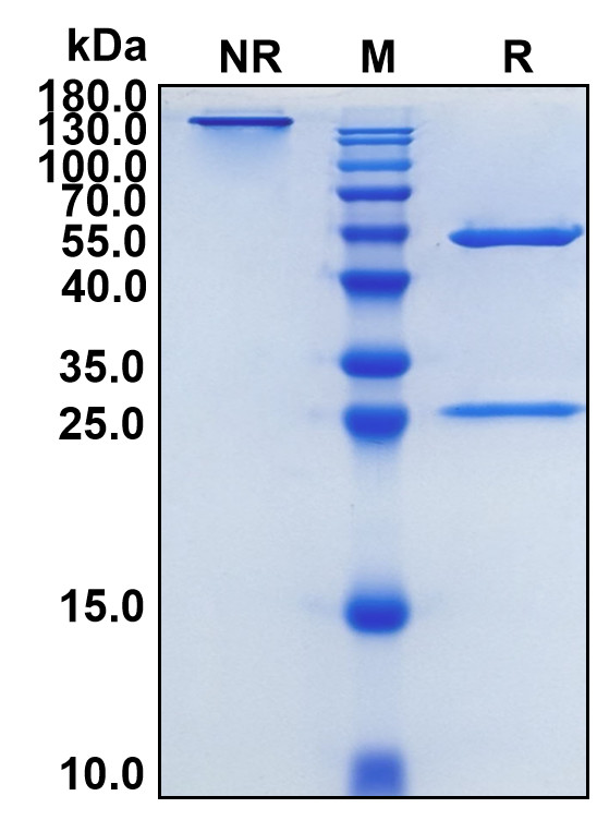 Guselkumab (Biosimilar Reference Antibody) (IL23A)