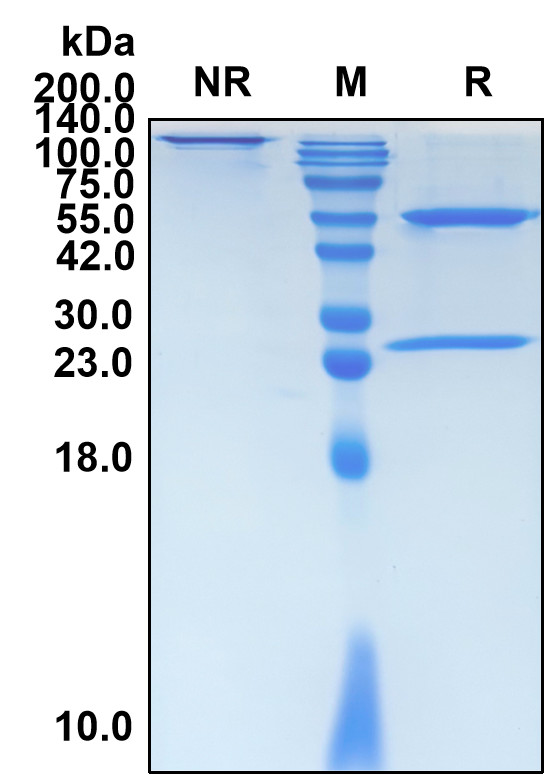 Ianalumab (Biosimilar Reference Antibody) (TNFRSF13C)
