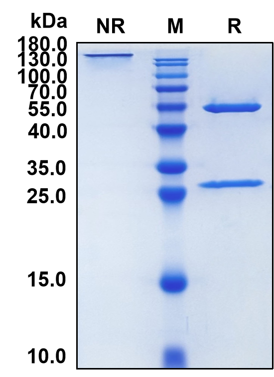 Ibentatug (Biosimilar Reference Antibody) (CSP1)