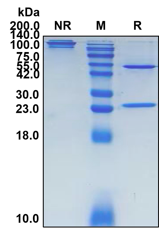 Icatolimab (Biosimilar Reference Antibody) (BTLA)