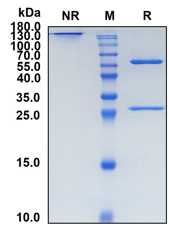Icrucumab (Biosimilar Reference Antibody) (FLT1)