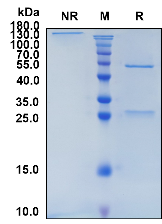 Idactamab (Biosimilar Reference Antibody) (SLC1A5)
