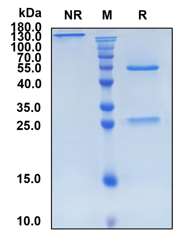 Ifinatamab (Biosimilar Reference Antibody) (CD276)